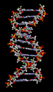 DNA এর গঠন